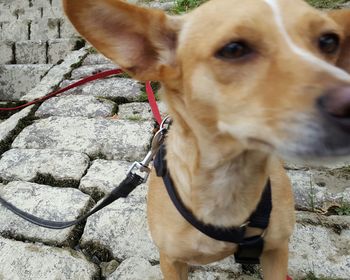 Close-up of dog standing outdoors