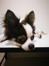 Close-up portrait of a dog