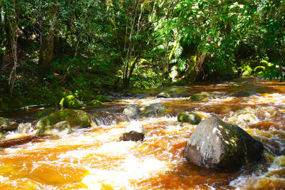 Stream flowing through rocks in forest