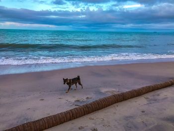 Dog on beach by sea against sky