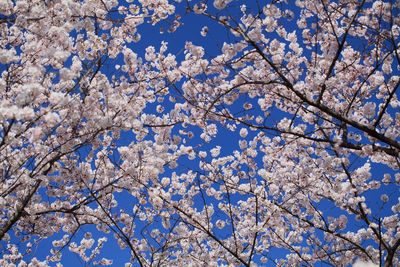 Low angle view of cherry blossoms against sky