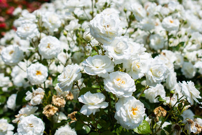 Close-up of white flowers