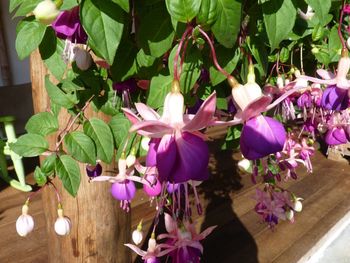 Close-up of pink flowers