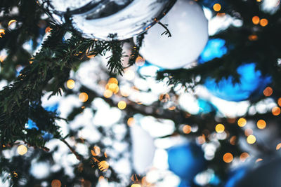 Close-up of christmas tree