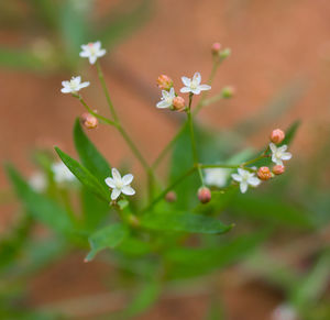 Close-up of white flowering plant