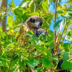 Hawk perching on a tree