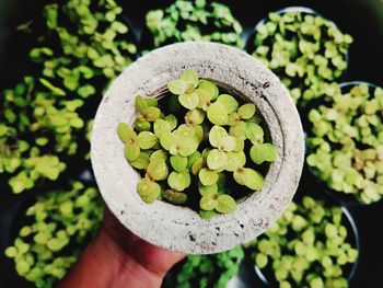 Close-up of hand holding plant