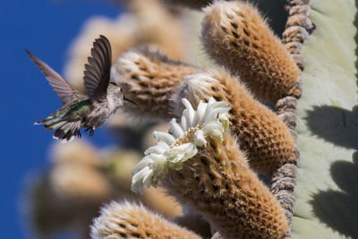 Close-up of caterpillar on flower