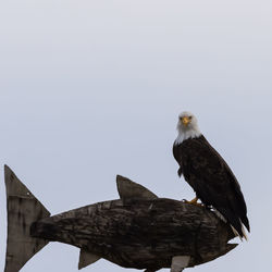 Low angle view of eagle perching on clear sky