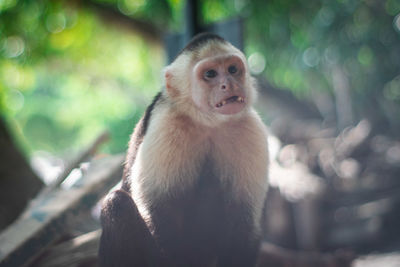 primate