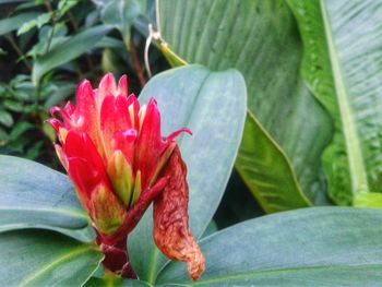 Close-up of flower blooming outdoors