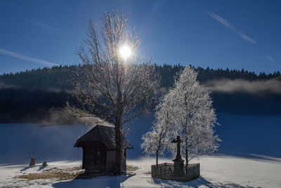 Trees against clear blue sky during winter