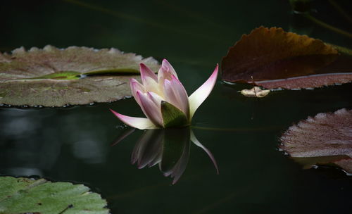 Close-up of lotus water lily in lake
