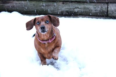 Portrait of a dog in snow