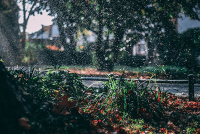 Raindrops falling on plants