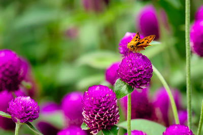 Close-up of purple flowering plant in park