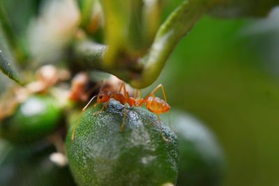 Red ant on a lemon tree