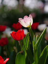 Close-up of pink flowering plant