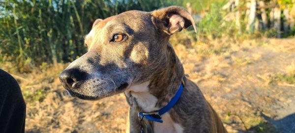 Close-up of a dog looking away