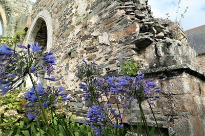 Low angle view of purple flowering plants by building