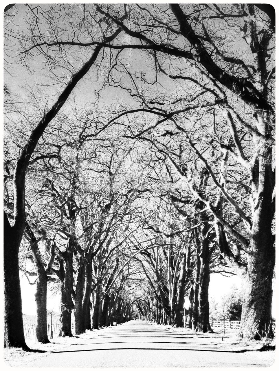tree, the way forward, transfer print, bare tree, diminishing perspective, road, auto post production filter, branch, vanishing point, transportation, tranquility, nature, tranquil scene, treelined, tree trunk, empty, long, snow, empty road, winter