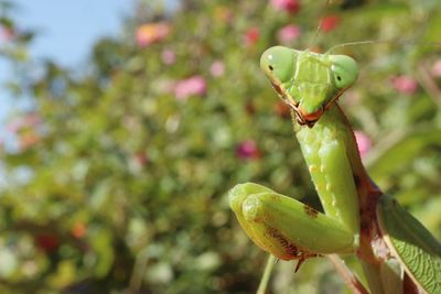 Close-up of succulent plant