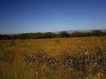 Scenic view of field against clear blue sky