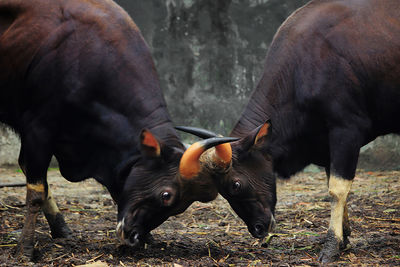 Close-up of cows on field