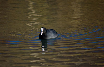 Duck swimming on lake