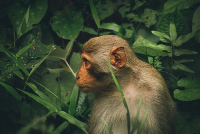 Close-up of monkey among thick foliage