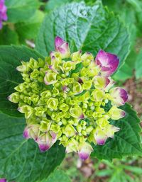 Close-up of plant