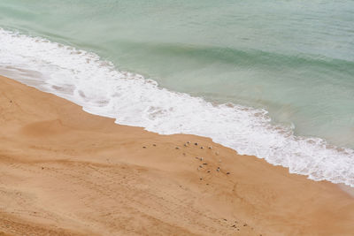 A group of herons on the gathered on the beach with sea waves in background