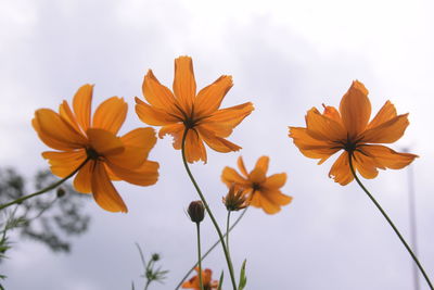 Close-up of orange flowering plant against sky