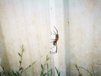 Close-up of spider on wall