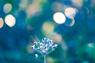 Close-up of blue flower against blurred background