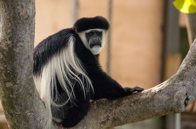 Black and white colobus monkey angola colobus relaxes on a tree.