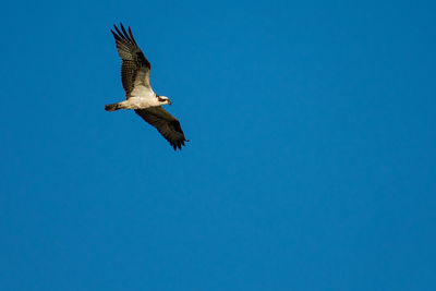 Low angle view of seagull flying against clear blue sky