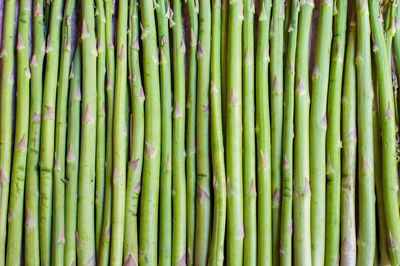 Detail shot of asparagus