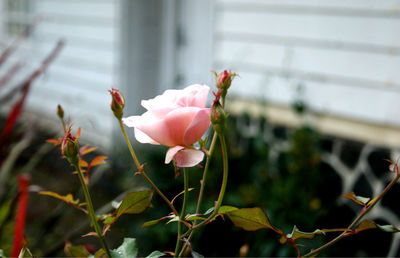 Close-up of pink flower