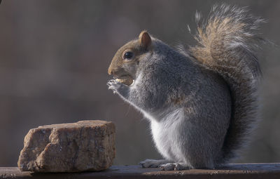 Close-up of squirrel