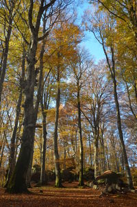 Trees in forest