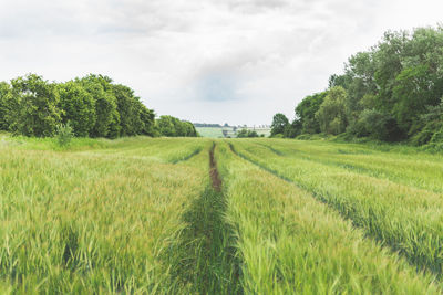 Scenic view of farm against sky