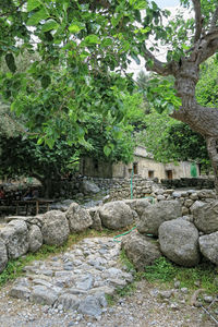Stone wall in garden