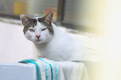 Close-up portrait of a cat