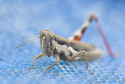 Close-up of insect on snow against sky