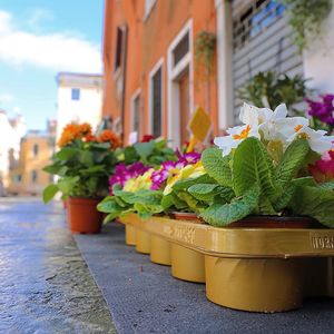 Potted plants in backyard