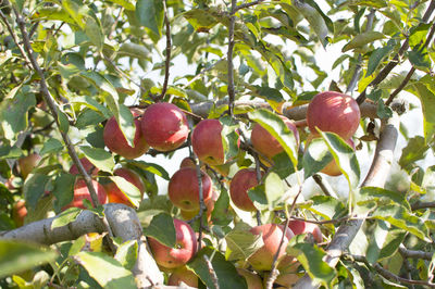 Close-up of apples on tree