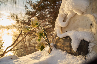 Low angle view of snow covered tree