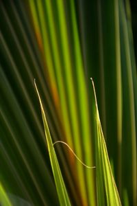 Close-up of fresh green plant