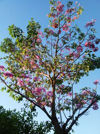 Low angle view of pink flowers